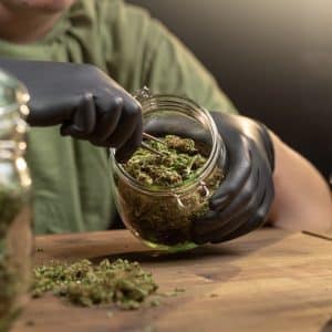 Person handling cannabis buds in jar with gloves.